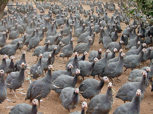 Guinea Fowl
